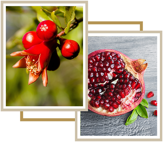 Pomegranate Products Pomegranates